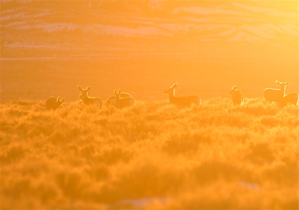 Mule deer at Seedskadee National Wildlife Refuge