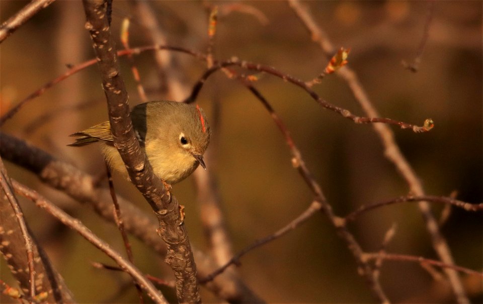 Ruby-crowned Kinglet