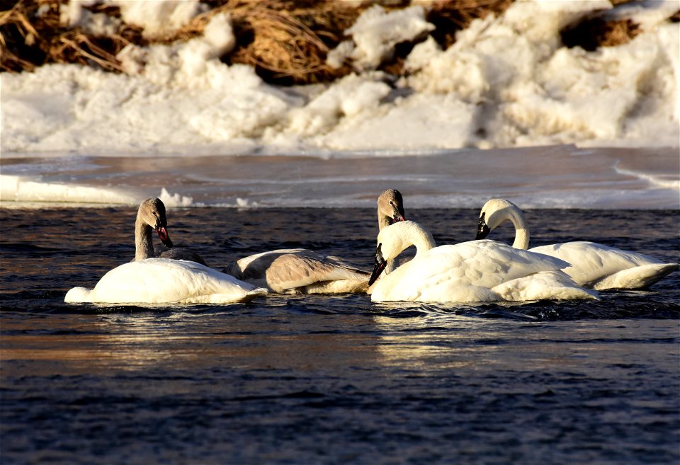 Trumpeter swans at Seedskadee National Wildlife Refuge