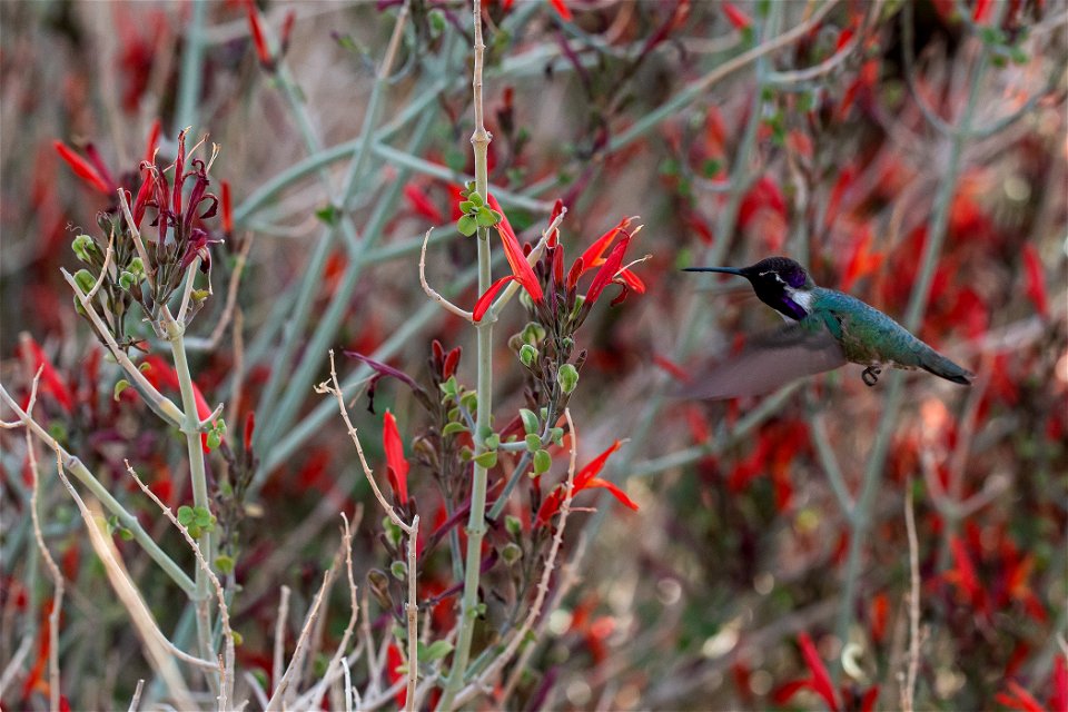 Hummingbird and Chuparosa photo