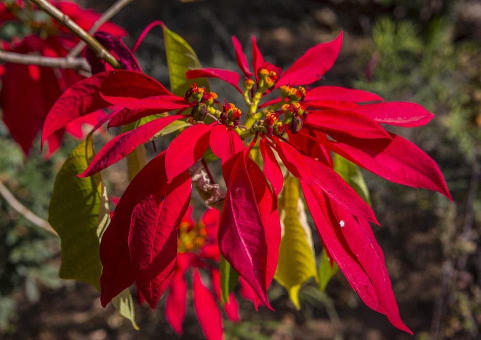 Flowers garden red petals