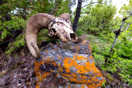 F222 cougar-killed bighorn sheep (3) photo