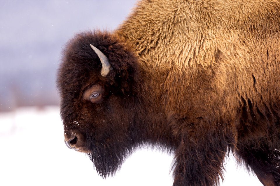 Wood bison in the snow