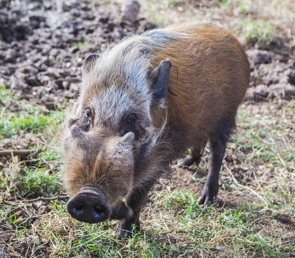 Animal savannah warthog photo