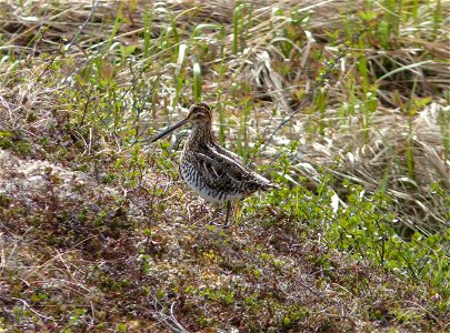 Wilson's snipe photo