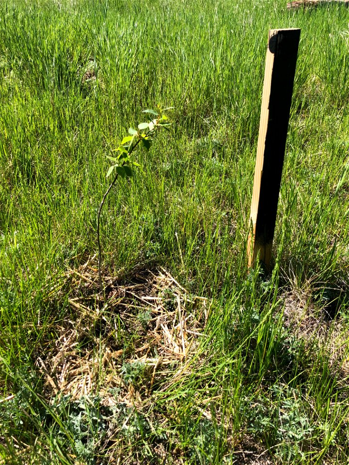 One New Aspen Happy