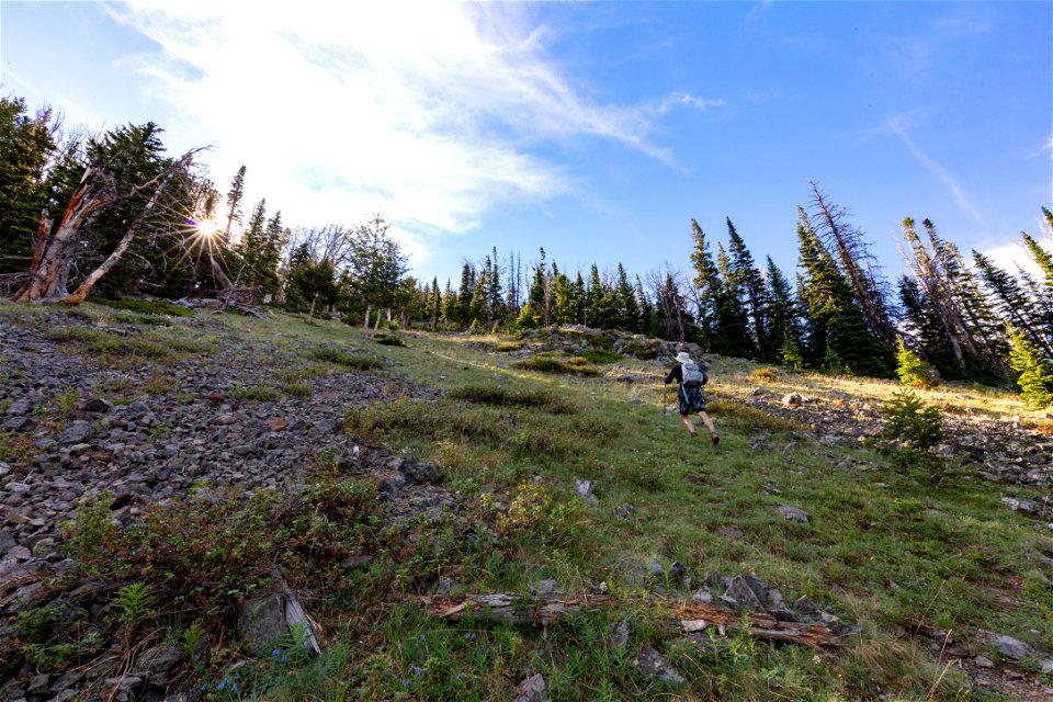 Custer-Gallatin National Forest, Emigrant Peak Trail: climbing through treeline