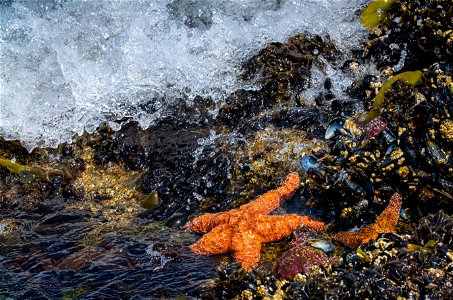 Sea Stars at California Coastal National Monument