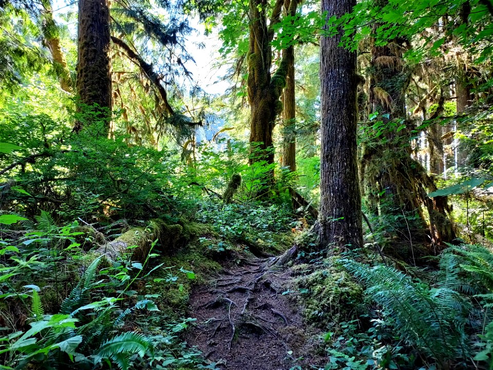 Old Sauk Trail, Mt. Baker-Snoqualmie National Forest. Photo by Anne Vassar June 22, 2021.