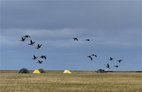 Brant fly past camp