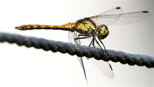 Sympetrum cf. striolatum (Große Heidelibelle), Männchen