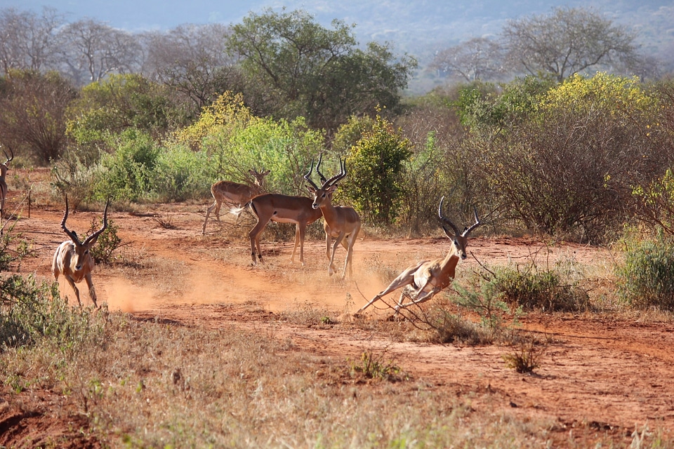 Kenya antelope tsavo