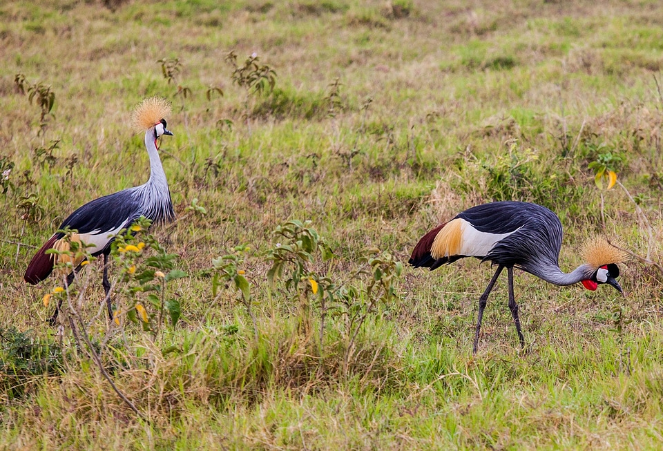 Balearica pavonina animals birds