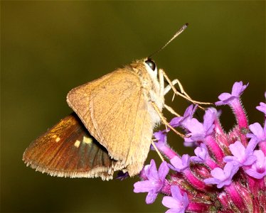 SKIPPER, CROSSLINE (Polites origenes) (06-02-2023) powerlines, duke forest, orange co, nc -db photo