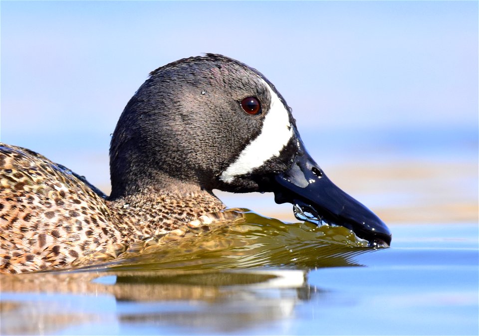 Blue-winged teal at Seedskadee National Wildlife Refuge