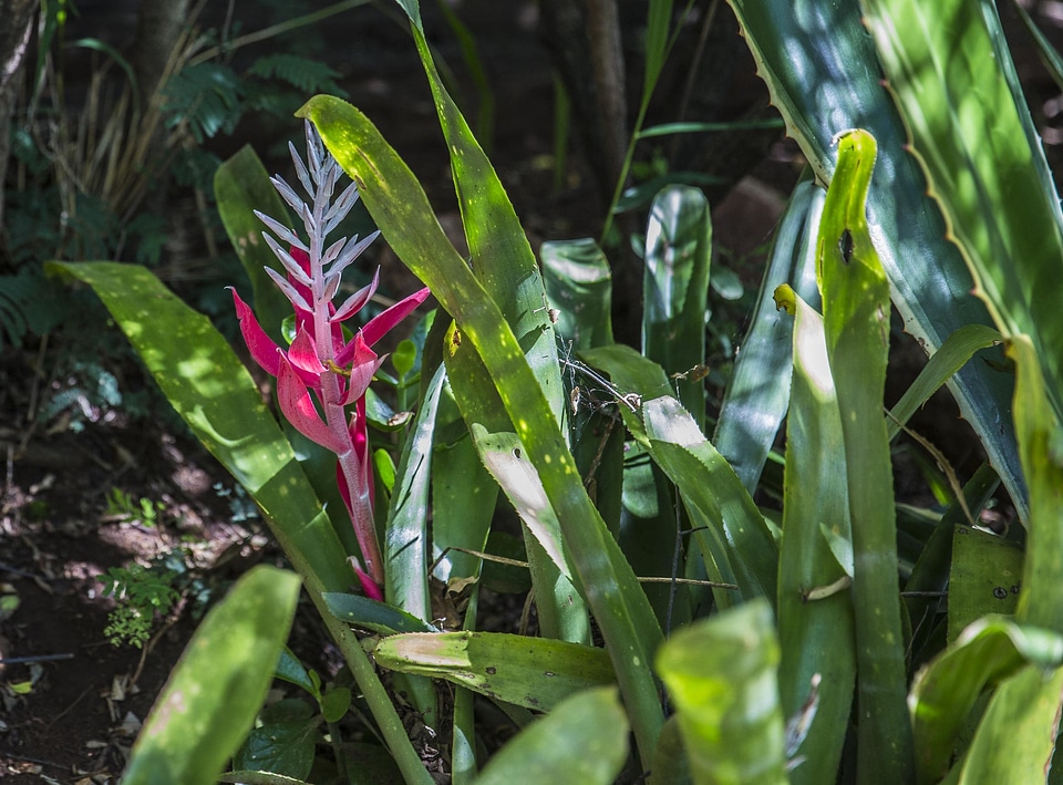 Flowers aloe garden