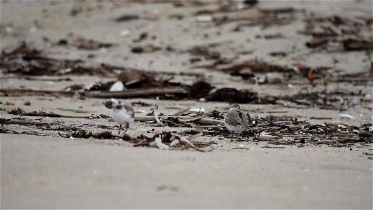Western snowy plover chick stretches its wings photo