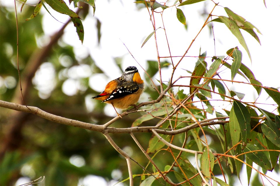 Spotted pardalote (pardalotus punctatus)