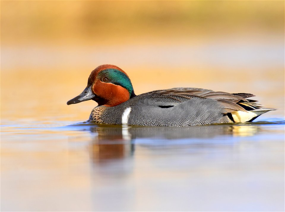 Green-winged teal at Seedskadee National Wildlife Refuge