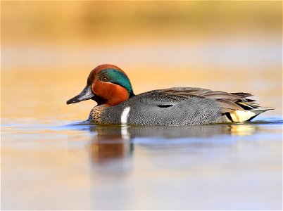 Green-winged teal at Seedskadee National Wildlife Refuge