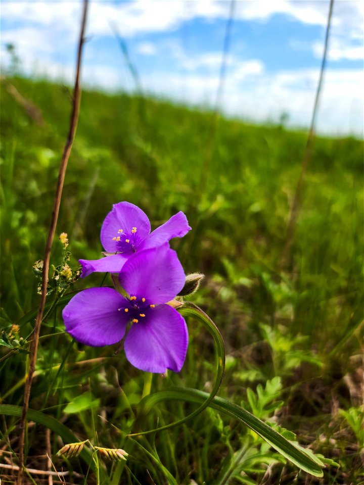 Prairie Spiderwort Lake Andes Wetland Management District South Dakota