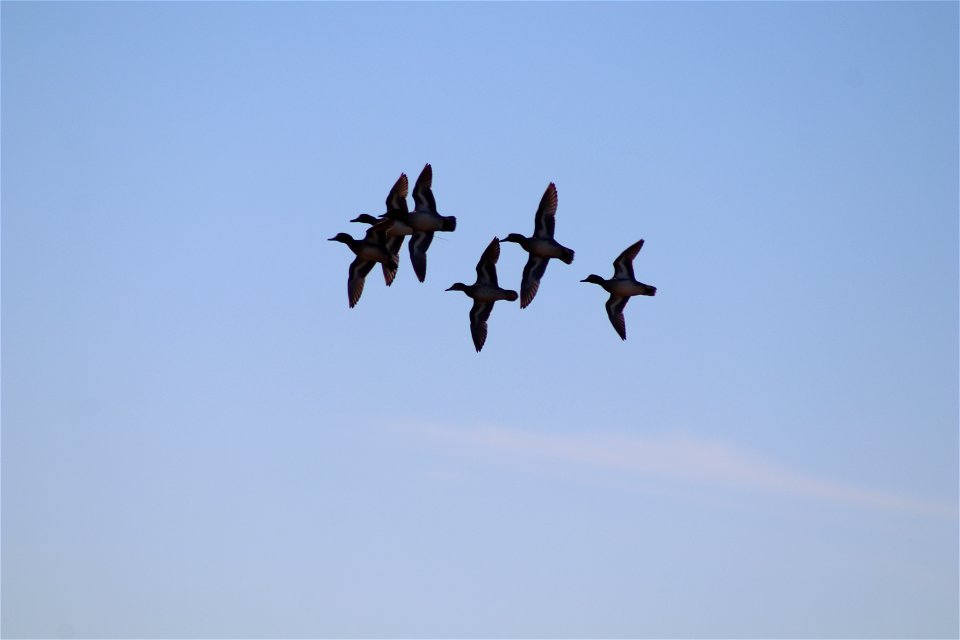 Green-winged Teal Owens Bay Lake Andes National Wildlife Refuge South Dakota photo