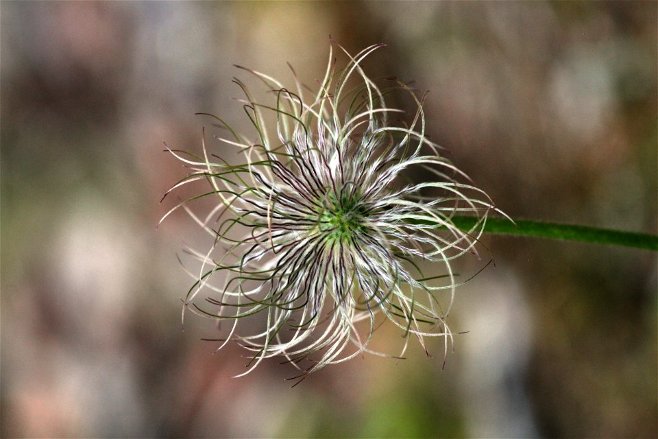Prairie Smoke wildflower - close up
