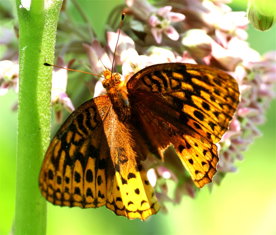 FRITILLARY, GREAT SPANGLED (Argynnis cybele) (06-03-2023) brumley nature preserve north, orange co, nc -02