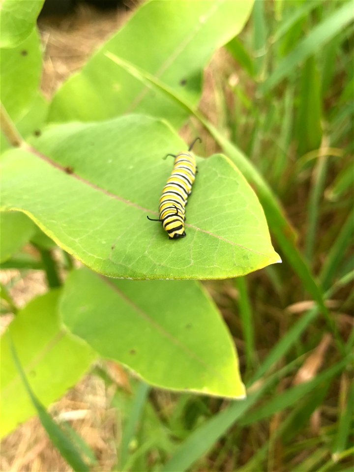 Monarch Caterpillar on Common Milkweed