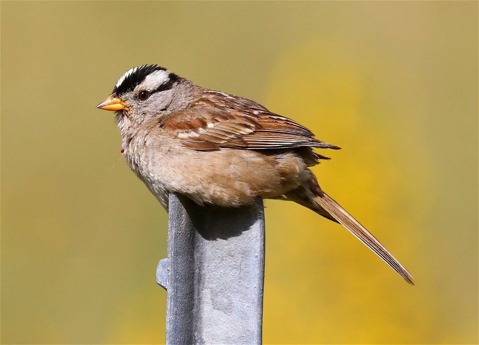 896 - WHITE-CROWNED SPARROW (6-6-2021) pugetensis race, crescent city, del norte co, ca -01
