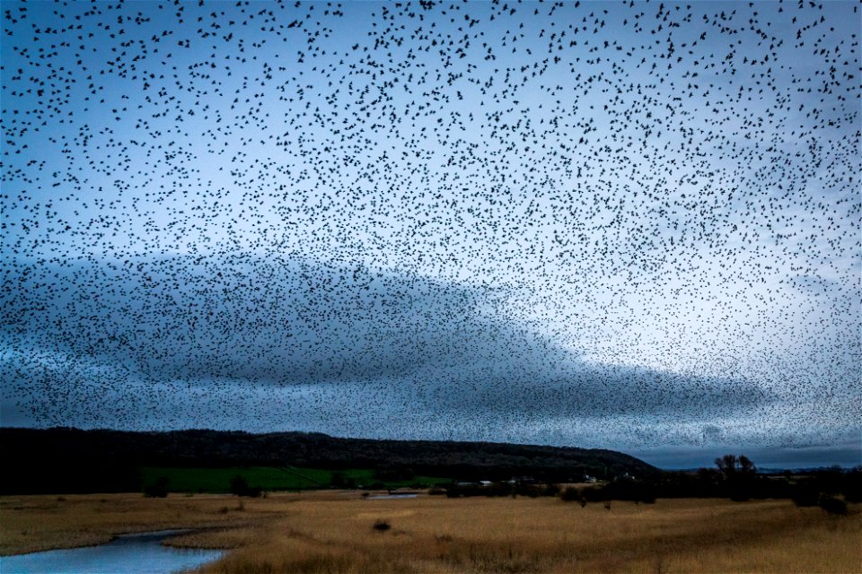 Murmuration at Leighton Moss-3