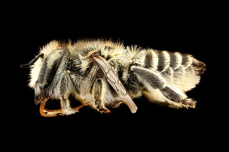 Megachile leachella, f, left, J. T. Smit, Netherlands_2021-12-16-18.56.59 ZS PMax UDR copy photo