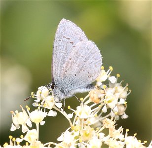 AZURE, ECHO (Celastrina echo ) (6-16-2021) approx 4200 ft, along ship mt rd, smith river n rec area, del norte co, ca -01
