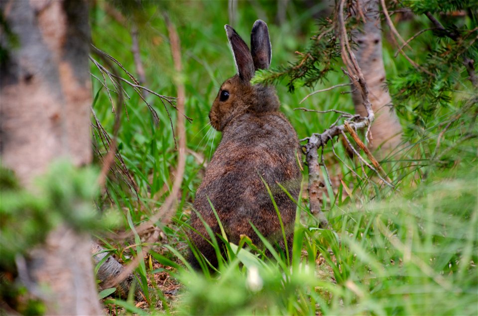 Summer snowshoe hare