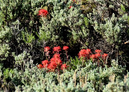 Paintbrush and sage on Seedskadee NWR