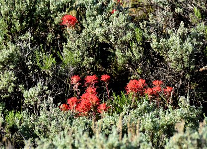 Paintbrush and sage on Seedskadee NWR photo