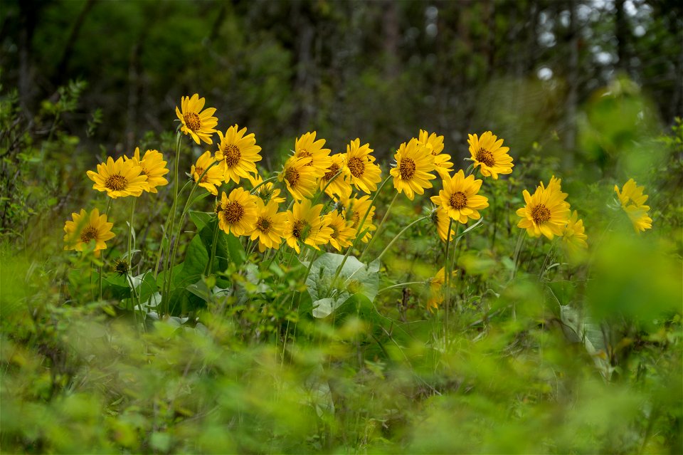 Arrowleaf balsamroot - Balsamorhiza sagittata