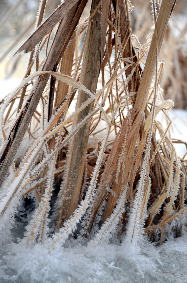 Cattail Frost photo
