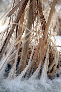 Cattail Frost photo