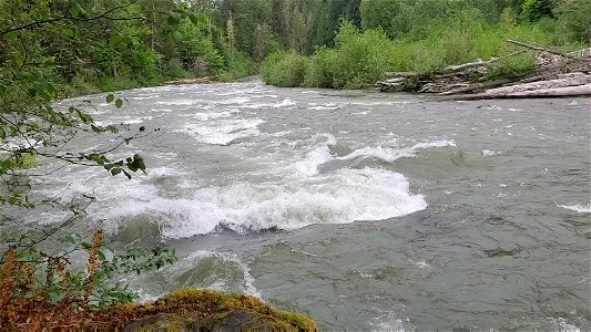 Springtime Sauk River running high near Darrington, Mt. Baker-Snoqualmie National Forest. Video by Anne Vassar May 17, 2021. photo