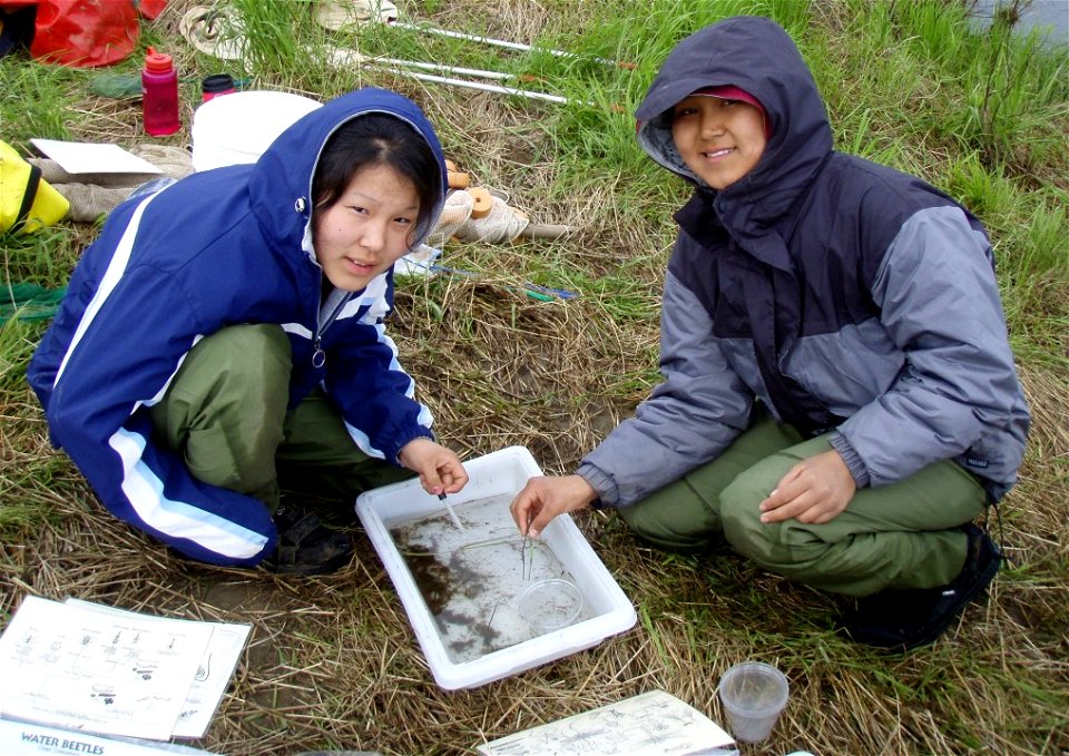Aquatic insect identification