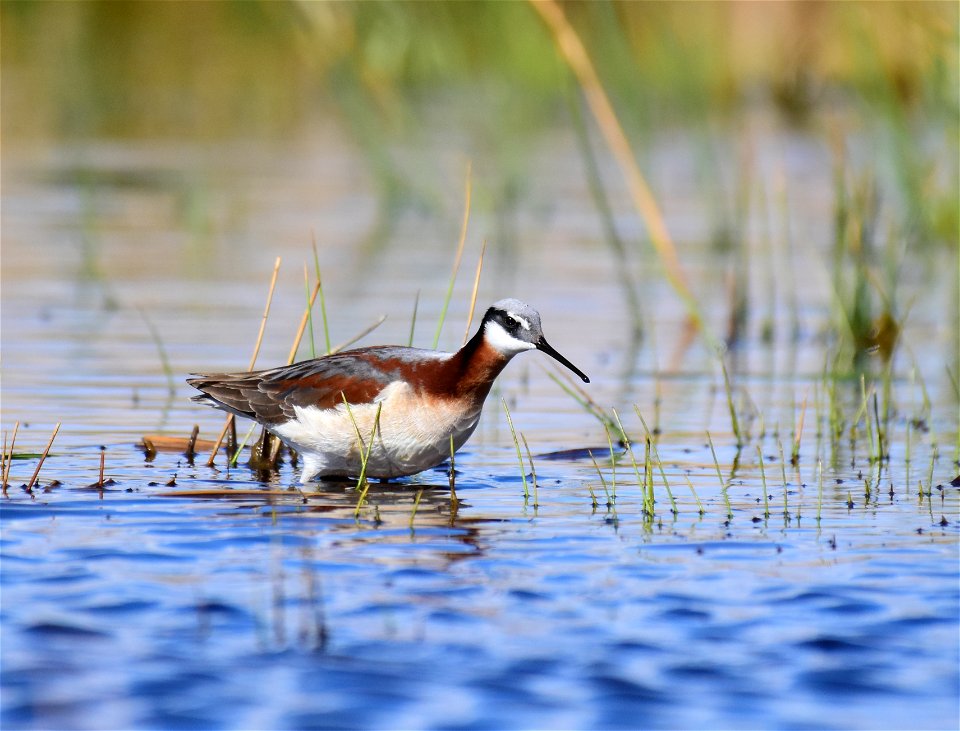 Wilson's phalarope at Seedskadee National Wildlife Refuge
