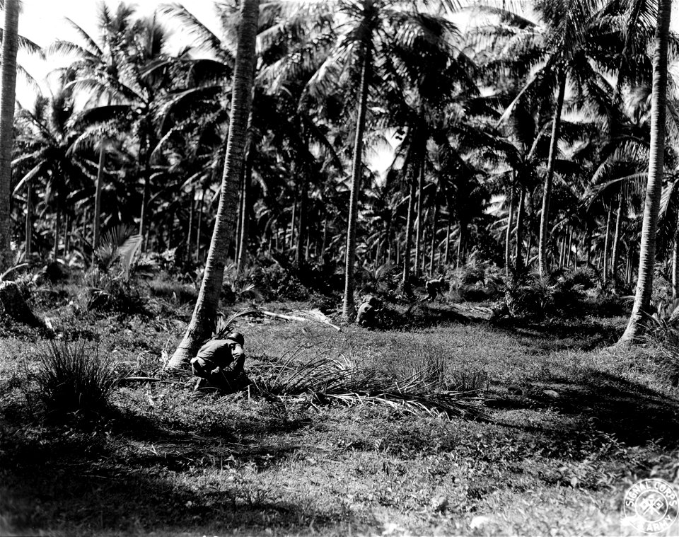 SC 374822 - Members of a patrol crouch behind coconut trees during a patrol problem held at the Service Unit Officers Training School, Espiritu Santo, New Hebrides.