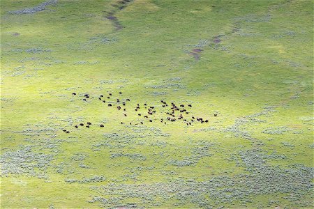 Bison in Lamar Valley from air photo
