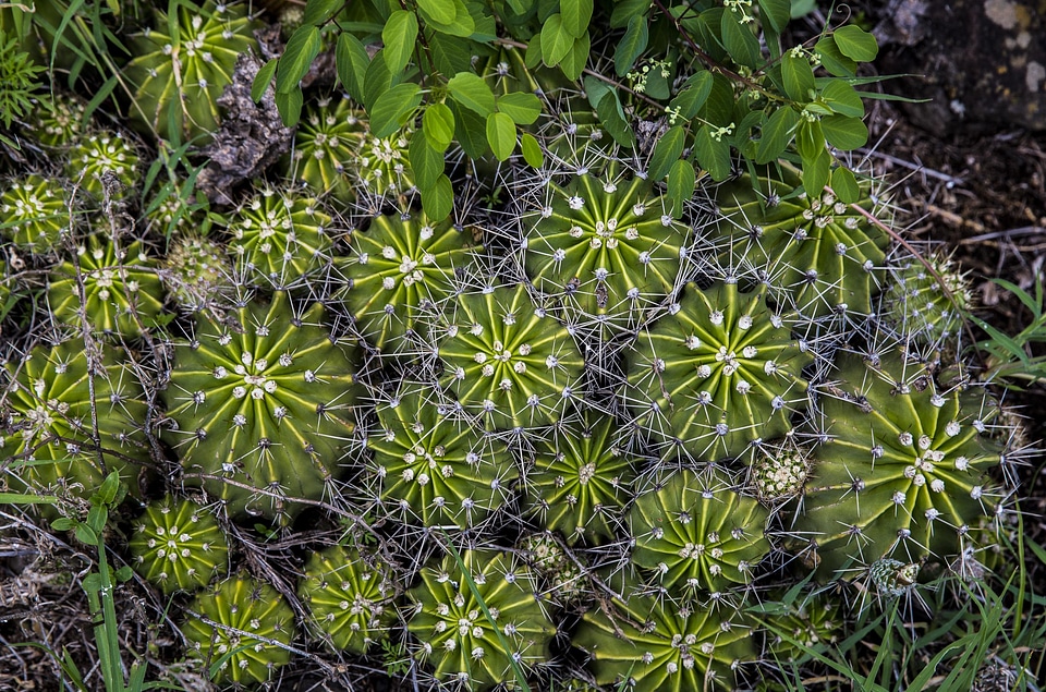 Flowers garden cactus