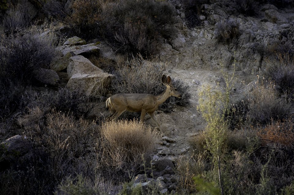 Southern mule deer (Odocoileus hemionus fuliginatus) near Cottonwood Springs