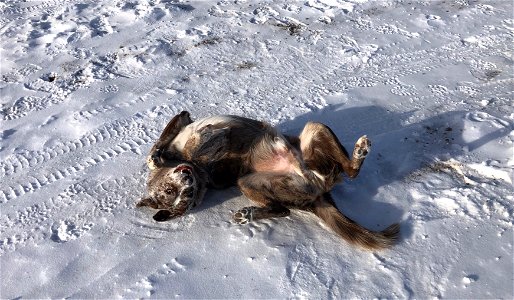 The Joy of Snow Rolling