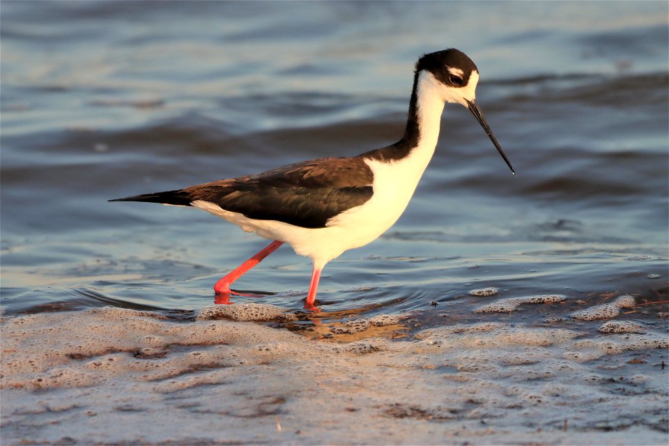 Black-Necked Stilt Huron Wetland Management District South Dakota