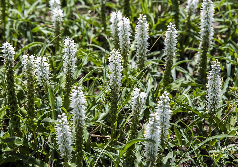Flowers garden green