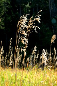 Grasses along Limekiln Trail photo
